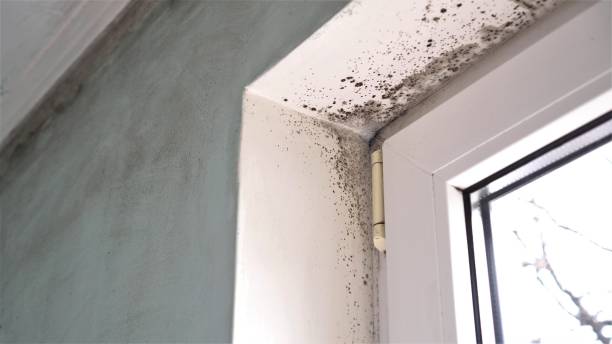Best Fast Mold Removal  in Georgetown, CO