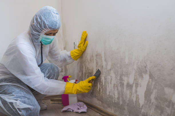 Best Commercial Mold Removal  in Georgetown, CO