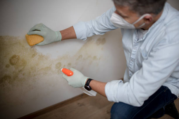 Best Mold Removal Company Near Me  in Georgetown, CO