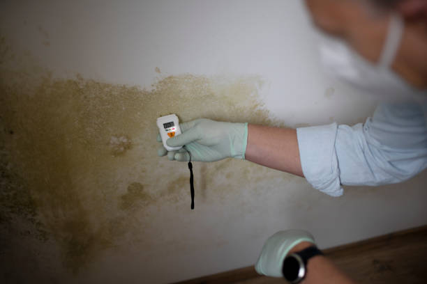 Best Commercial Mold Removal  in Georgetown, CO