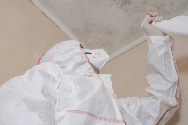 Attic Mold Removal in Georgetown, CO