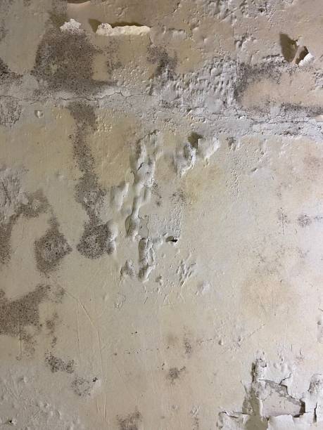 Best Professional Mold Removal  in Georgetown, CO