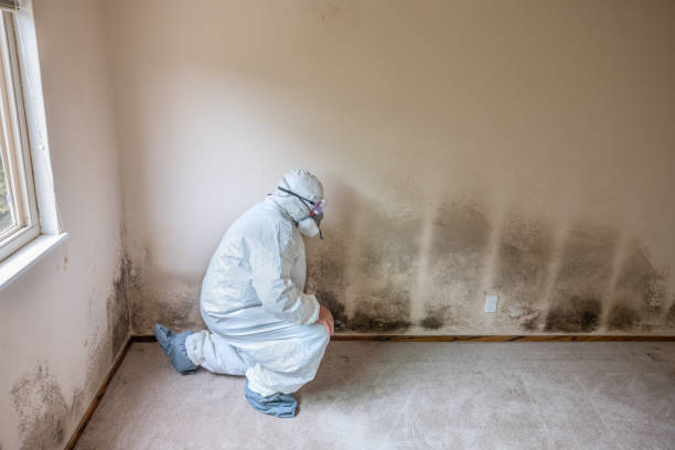 Best Emergency Mold Removal  in Georgetown, CO