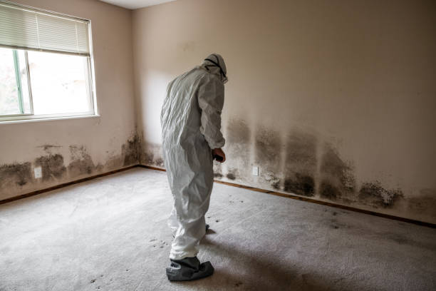 Home Mold Removal in Georgetown, CO